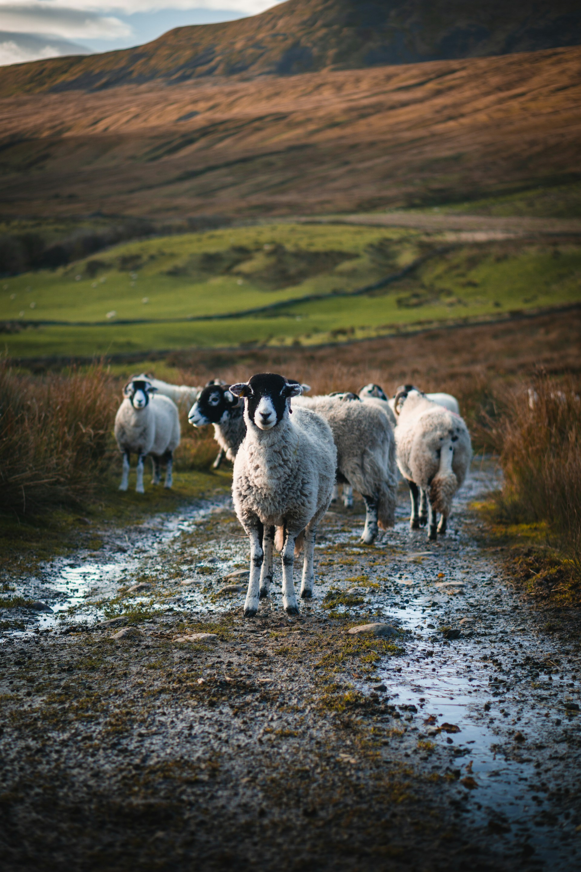Sheep in the Dales